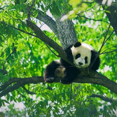 Baby panda resting on a tree