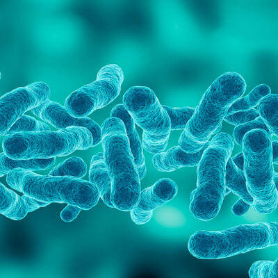 Microscopic magnification Legionella pneumophila, Gram-negative bacillus that causes pneumonia