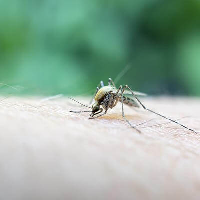 UK chikungunya cases 