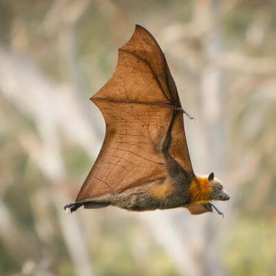 Bat rabies risk