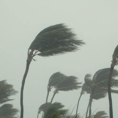 Palm trees in storm