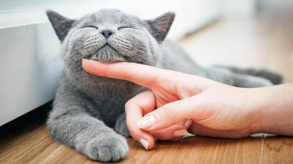 Pet insurance popular in Japan
