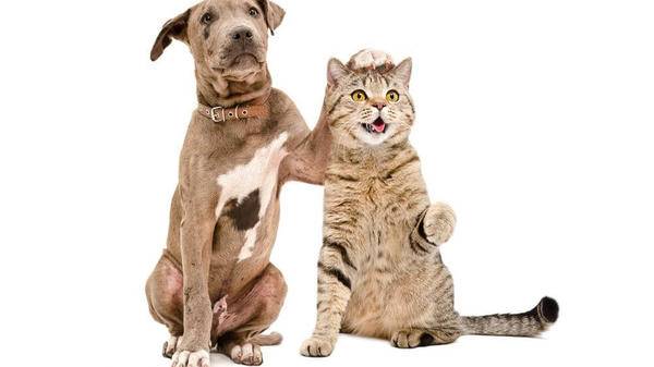 Southern Cross releases bizarre pet data