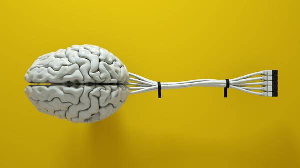 brain