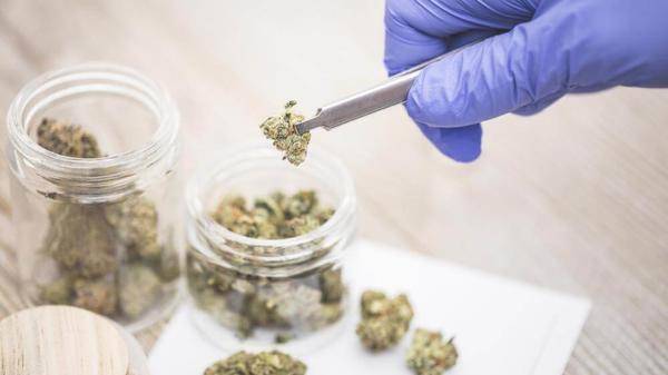 Medical cannabis company to launch in UK