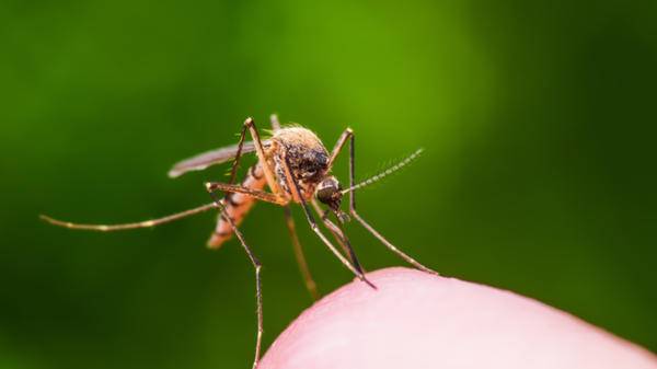 mosquito zika