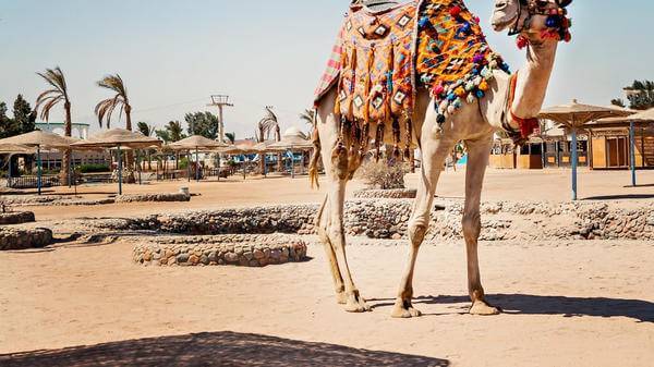 A camel in Saudi Arabia