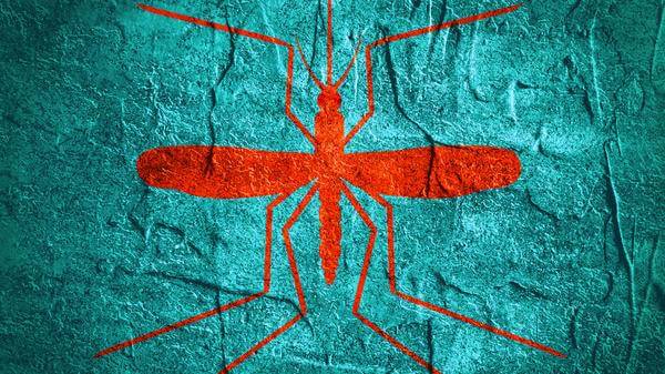Mosquito silhouette