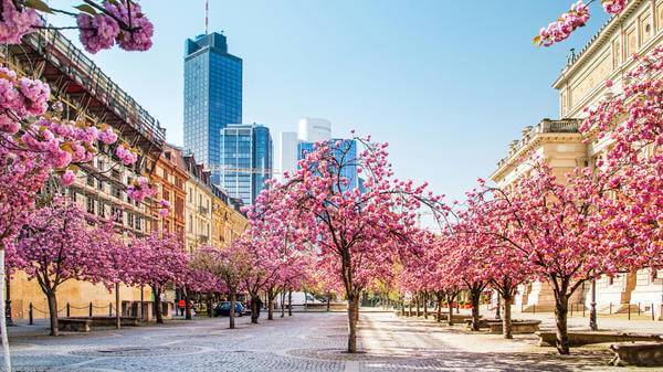 Cherry trees blossom in Frankfurt