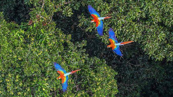 Macawa fly over the Amazon Rainforest