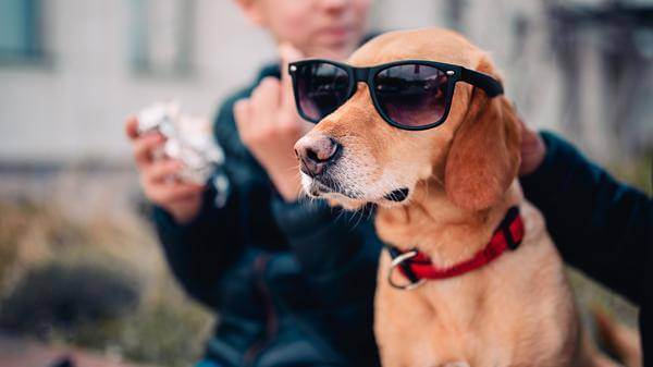 A very cool dog
