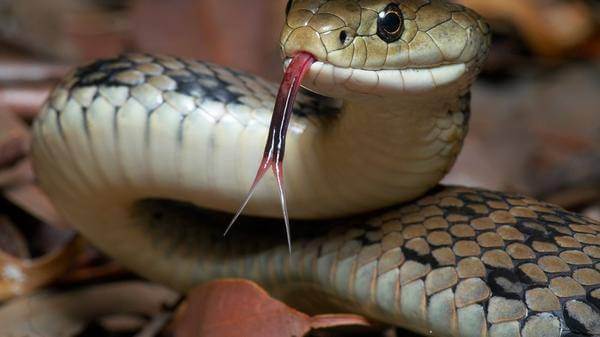 Beware of the snake
