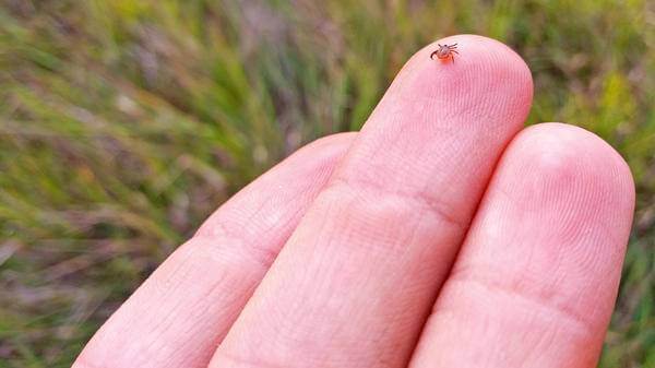 A tick