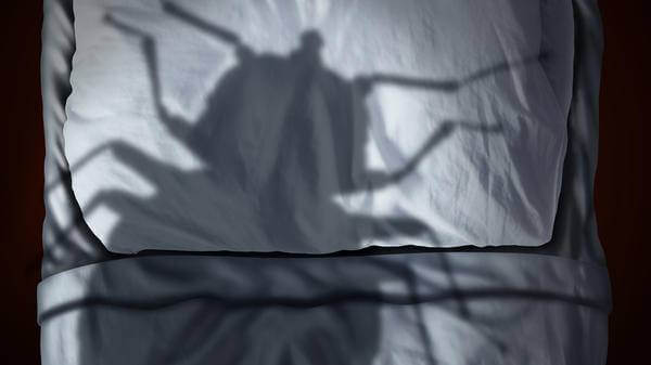 Bedbug fear