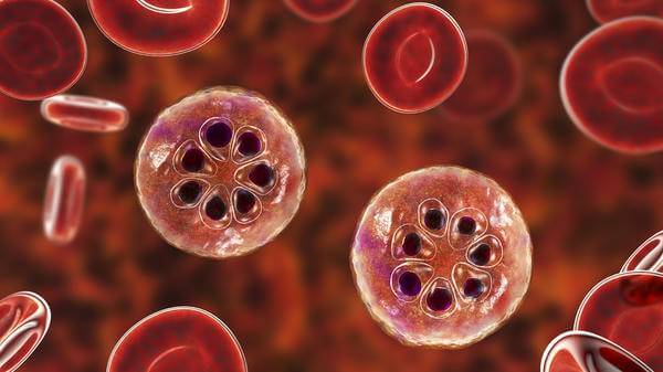 Malaria-infected blood cells