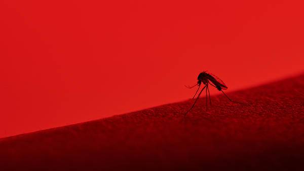 Mosquitoes are horrible