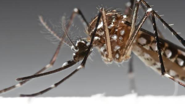 mosquito