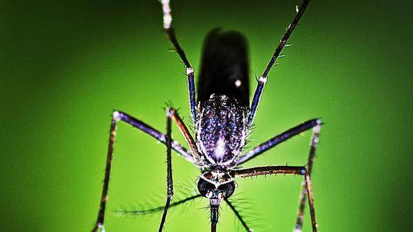 mosquito