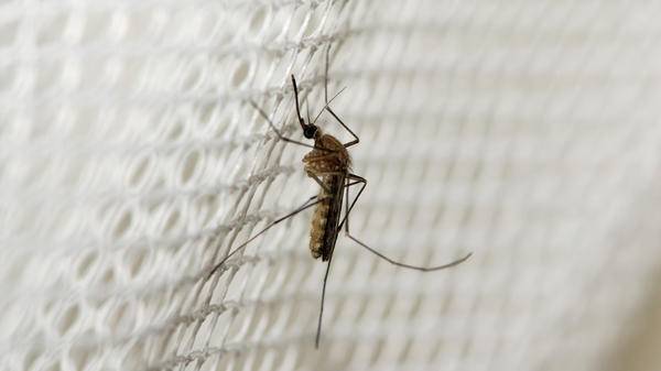 Malaria mosquito