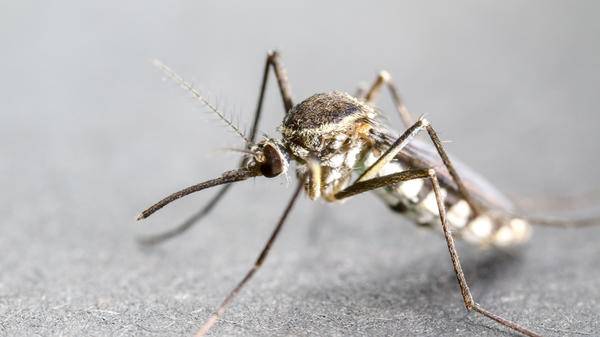 Covid-19 disruptions could derail malaria control efforts