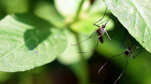 mosquitoes travel health risk