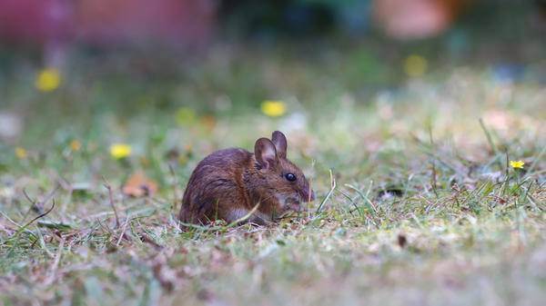 rodent disease
