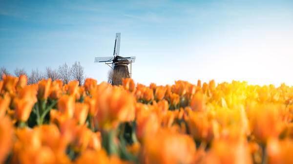 Tulips in Netherlands
