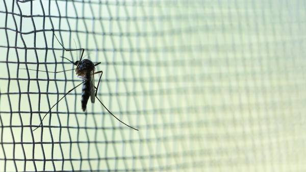 Malaria mosquito on net