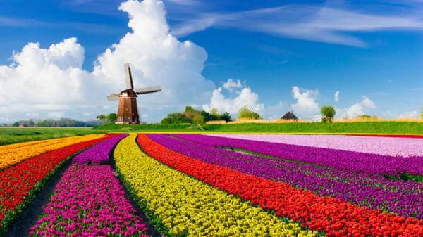 Netherlands tulip and windmill