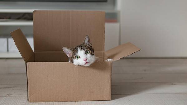 Cat in a box