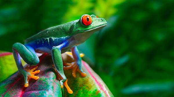 Frog