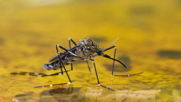 mosquito on water