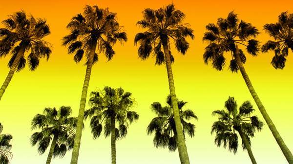 Palm tree