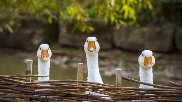 Goose!