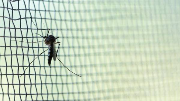 mosquito