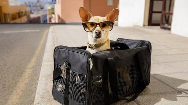 travel dog
