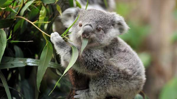 Koala