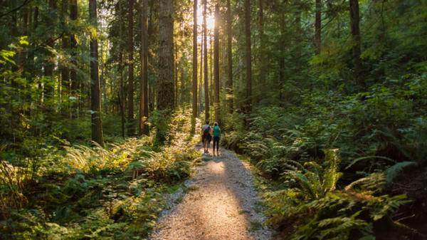 people in forest