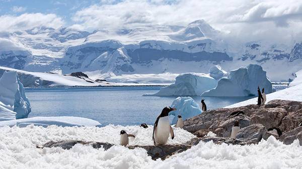 Penguins