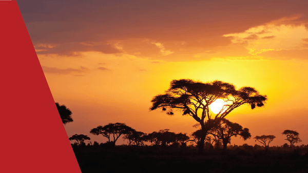African safari