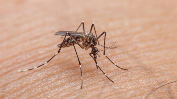dengue GettyImages-1450885872