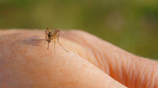 mosquito GettyImages-1224822753