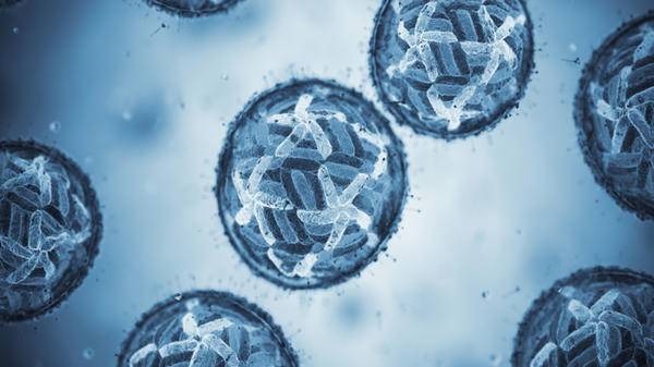 Image of cells under microscope: Dengue fever