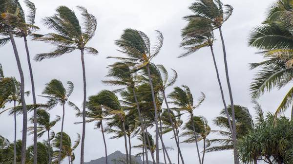 Hurricane Caribbean palm trees 