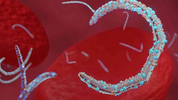 Marburg virus