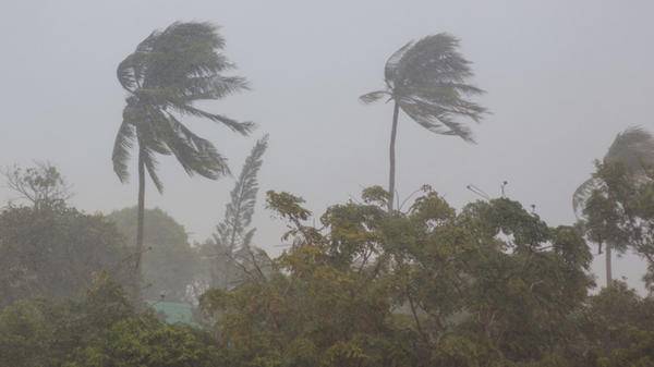 Palm trees in a storm 