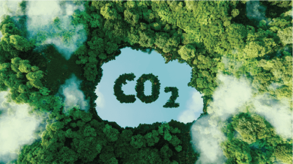 A picture of forests with CO2 in the middle