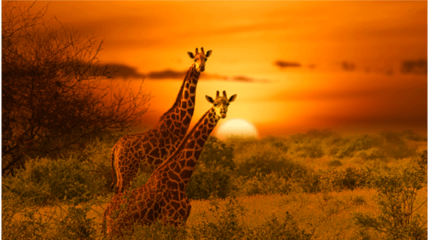 Two giraffes at sunset