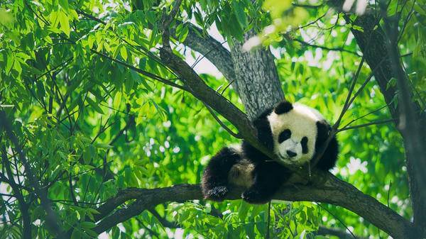 Baby panda resting on a tree