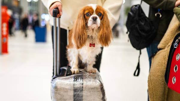 Dog airport luggage